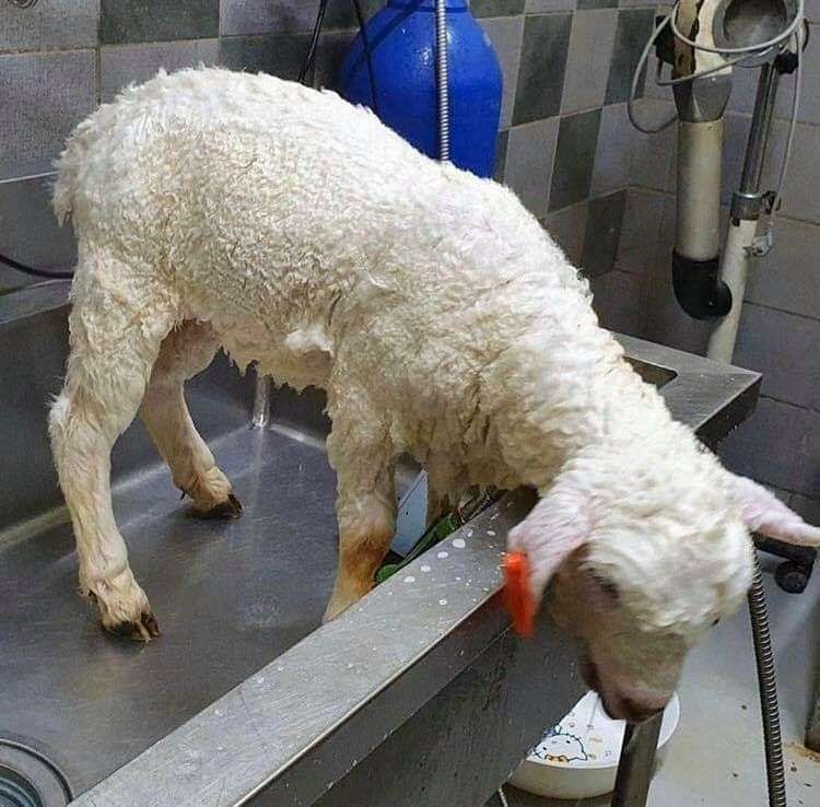 A ovelha agora toda molhada dentro da pia de banho com o pelo todo murcho, mas já está mais limpo