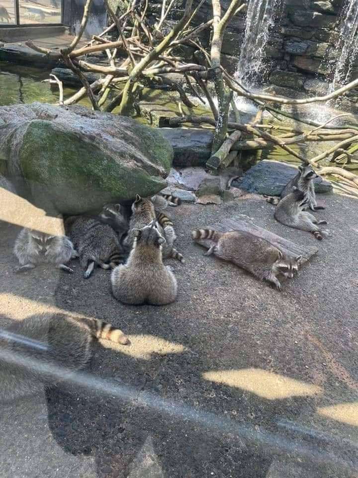Área dos guaxinins em um zoológico com vários guaxinins sentado e deitados pertinhos e um deles sentado de costas ficou com um bundão enorme