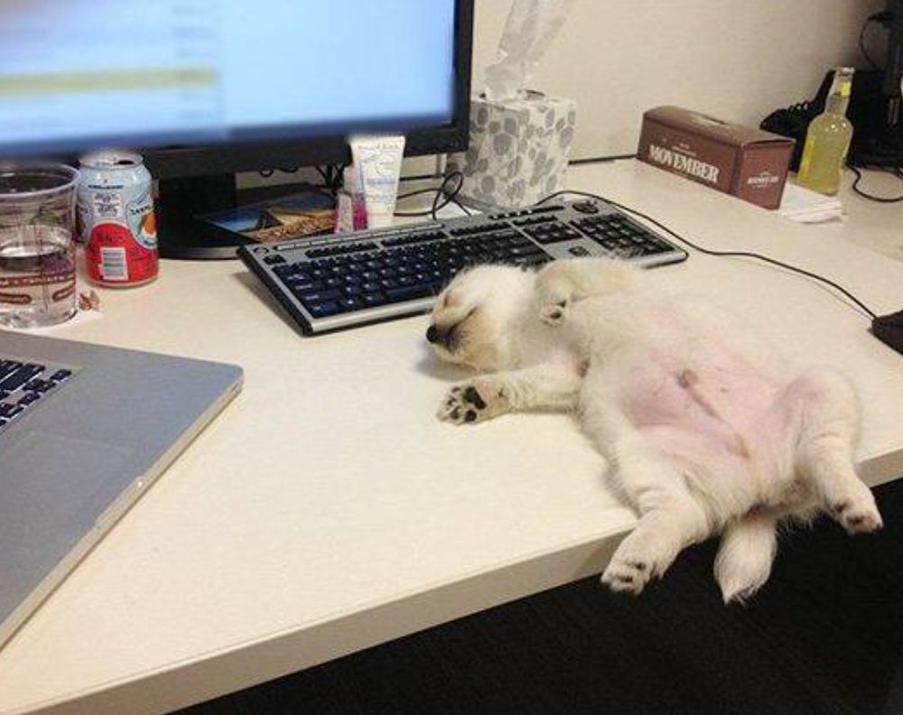 filhotinho de cachorro branco dormindo de barriga pra cima capotado numa mesa de trabalho com computador, teclado e monitor