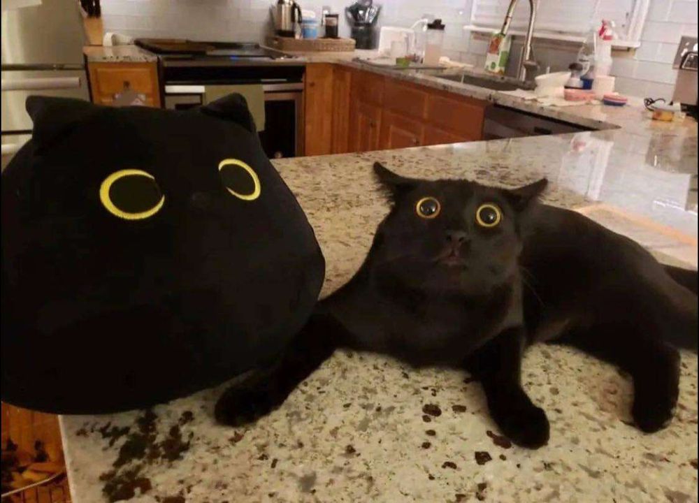 Gato preto com cara de assutado e cara de maluco com os olhos amarelos e a pupila preta dilata deitado sobre a bancada da cozinha olhando pra foto e ao seu lado uma almofada em formato de cabeça de gato preto com os olhos arregalados amarelos com a pupila preta dilatada
