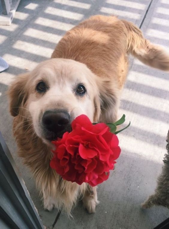 Cachorro da raça golden retriever idosinho com o rostinho grisalho paradinho de frente pra foto e olhando pra foto com uma flor vermelha na boca