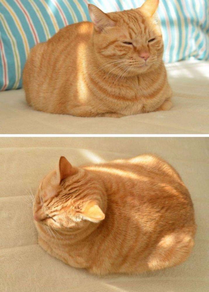 Imagem composta por 2 fotos. 1 Gatinho laranja sonolento deitado sobre a cama todo encolhidinho gordinho com as patinhas encolhidas parecendo umpão caseiro. 2 Foto de cima do gatinho laranja parecendo um pão.