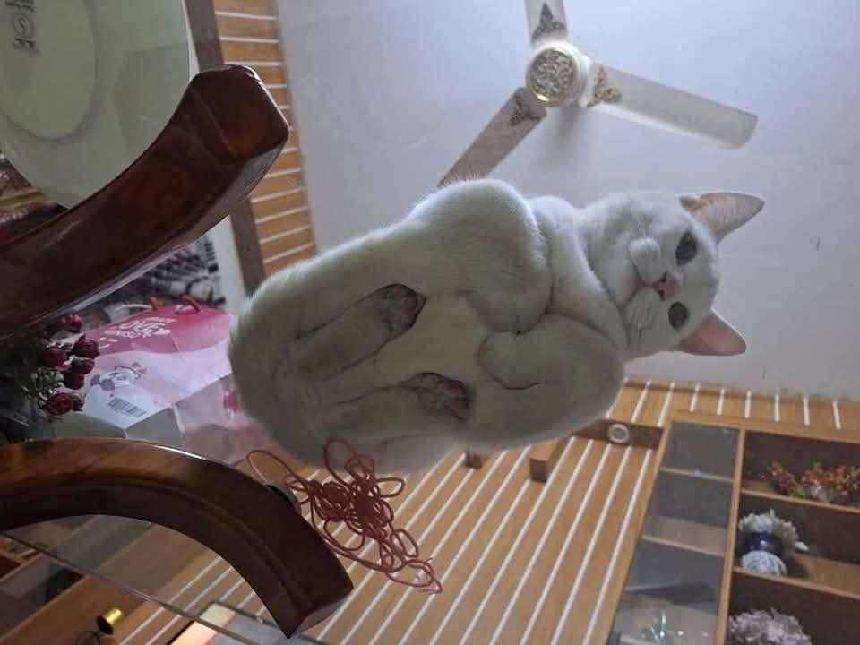 Foto de baixo pra cima de um gato gordinho branco deitado com as patinhas encolhidas sobre uma mesa de vidro parecendo estar flutuando