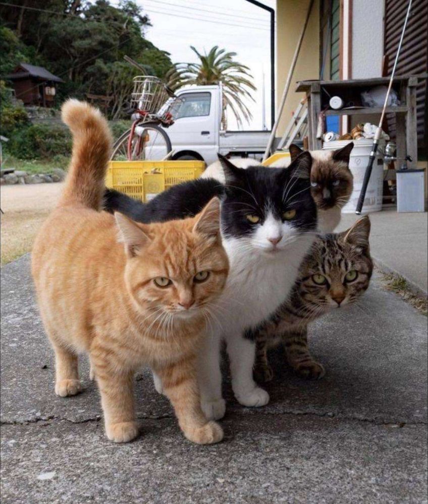 Gato laranja gordinho, gato preto e branco gordinho, gato cinza rajado e um gato siamês mais ao fundo todos bem juntinhos na rua olhando pra foto com cara de mal