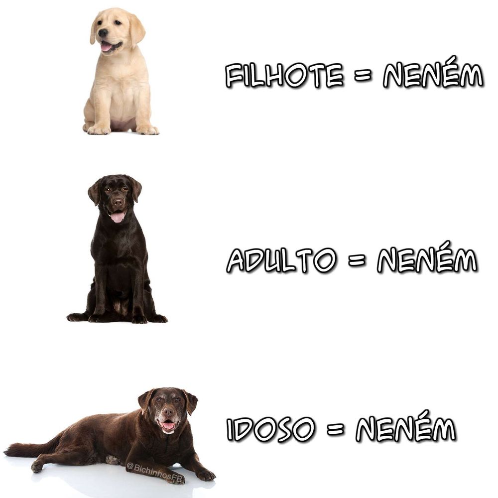 A imagem é uma montagem que mostra um filhote de cachorro da raça labrador caramelo e ao lado a legenda "Filhote = Neném", depois mostra um cão labrador preto adulto e a legenda "Adulto = Neném" e depois um cachorro labrador chocolate idoso grisalho e a legenda "Idoso = Neném"
