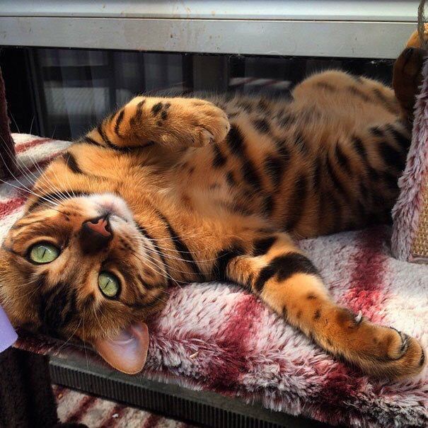 Gatinho da raça bengal, uma raça de gatos meio dourada com manchas pretas parecendo um animal selvagem, deitado de barriga pra cima na caminha e olhando pra foto com olhos verdes