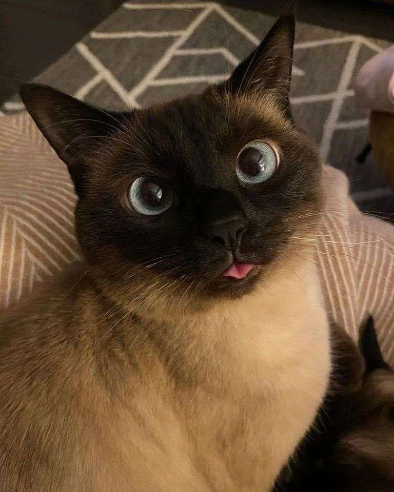 Gatinho bege com o rostinho e orelhas preto olhando pra foto com olhos azuis vesgos e a pontinha da língua de fora