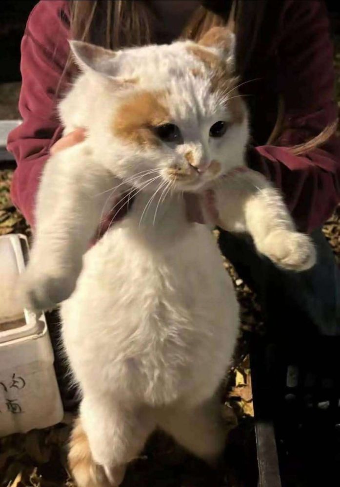 Mãos de uma pessoa levantando de frente pra foto um gato branco e laranja enorme e gordo com a barriguinha bem saliente redondinha