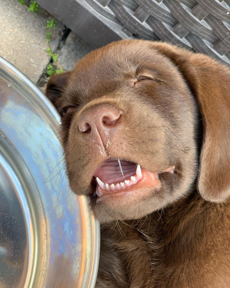 rostinho de um filhote de cachorro da raça labrador chocolate dormindo capotado de barriga pra cima no chão com a boca aberta mostrando os dentinhos de leite e um fio de baba