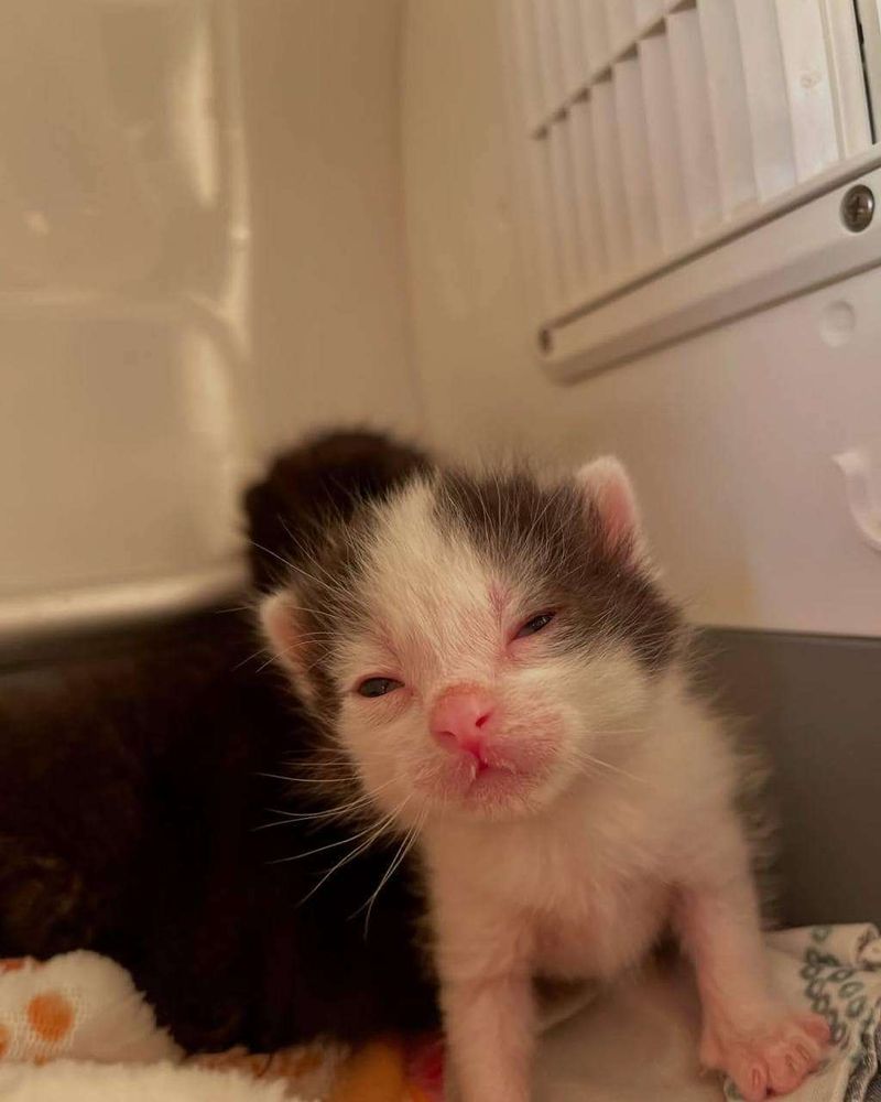 Filhotinho de gato branco com cinza rajado bem pequenininho paradinho de frente pra foto com carinha de sono, olhinhos entreabertos e a boquinha sujinha de leite