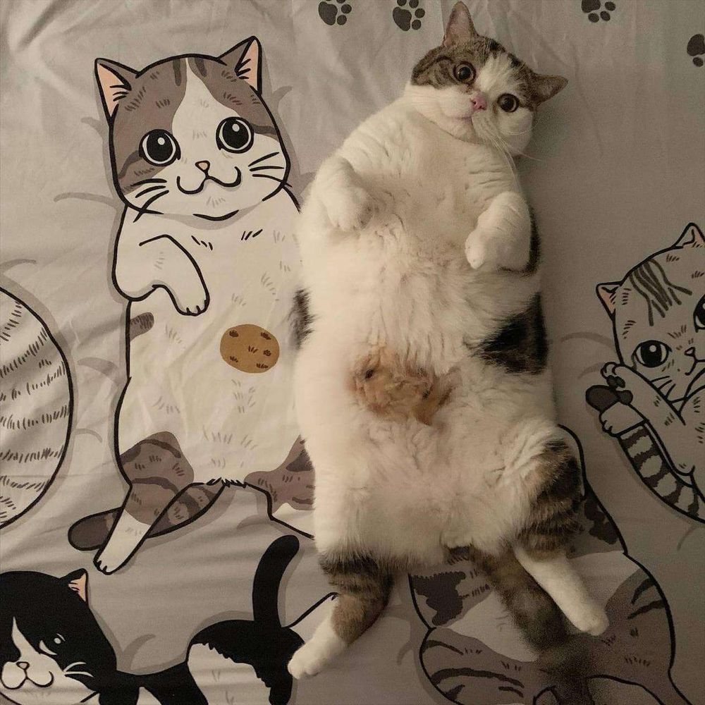 Gatinho branco com manchas cinza rajado e uma b=manchinha marrom no meio da barriga gorduchinho deitado de barriga pra cima na cama sobre um lençol com estampas de gatinhos e ao lado dele uma estampa de gatinho igualzinho a ele com a mesma cor e manchas