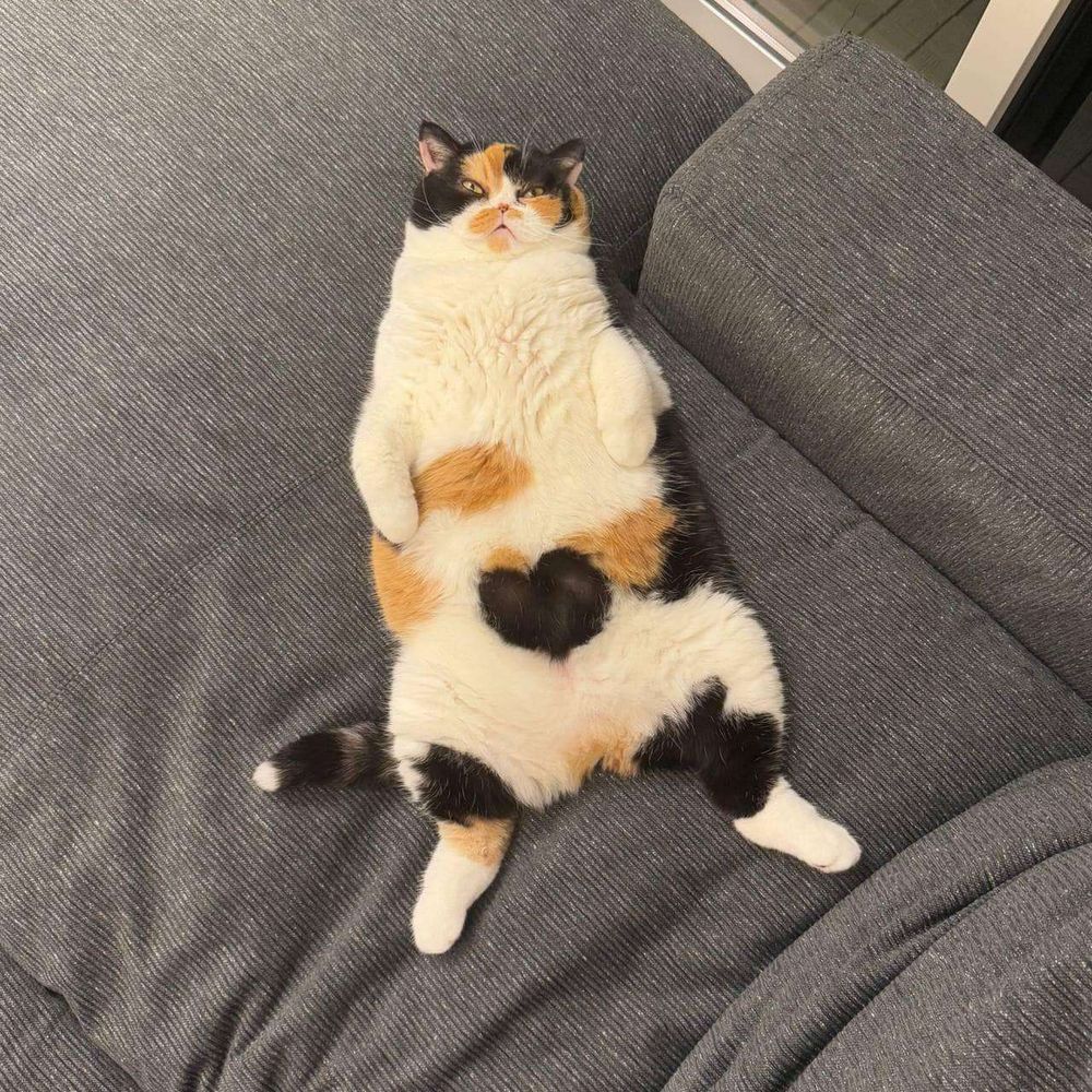 Gato tricolor branco com manchas pretas e laranja gorducho deitado de barriga pra cima no sofá olhando pra foto. Na barriga tem uma mancha preta em formato de coração.