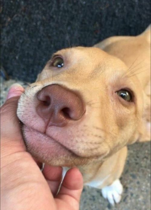 mão de uma pessoa fazendo carinho no focinho de um cachorro caramelo que tá olhando com um sorrisinho e a carinha mais fofa da história
