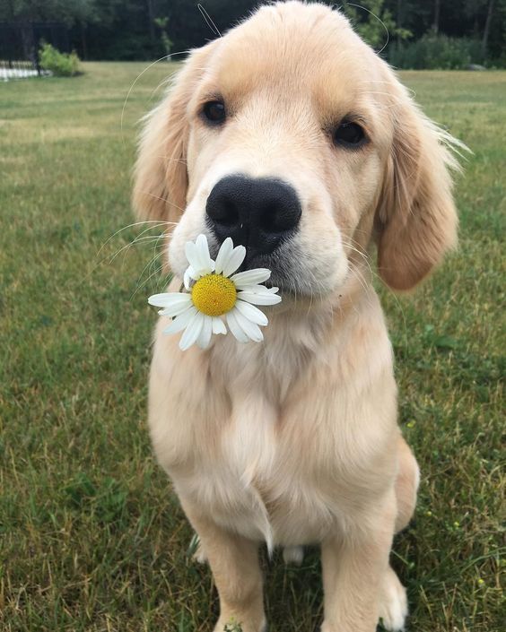 Cachorrinho da raça golden retriever sentado na grama de frente pra foto e olhando com uma carinha séria e com uma margarida na boquinha