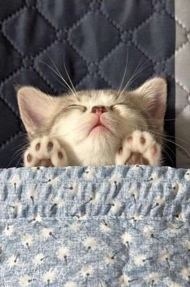 Gatinho cinza rajado e branco dormindo capotado sobre a cama de barriga pra cima com a boquinha entreaberta cobertinho até o peito e com a pontinha da sola das duas patinhas da frente pra fora do edredom