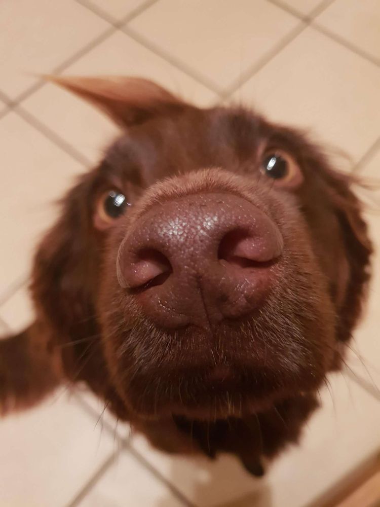 Foto de cima pra baixo de um cachorro da raça labrador chocolate olhando pra cima direto pra foto com o narigão marrom bem perto da foto