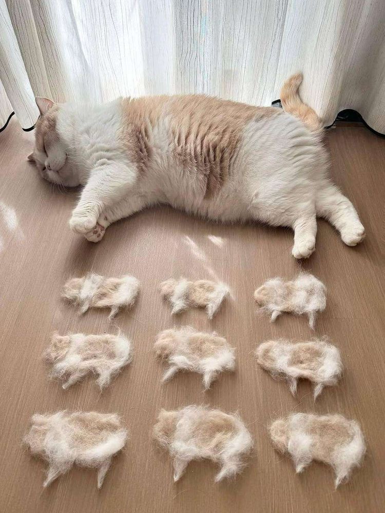 Gato laranja e branco gordo dormindo de lado no chão de madeira da sala ao lado da cortina com a barriga virada pra foto e na frente dele 9 bolas de pelo que provavelmente o gato soltou quando foi escovado alinhadas de 3 em 3 em formato de gatinho como se fosse filhotes