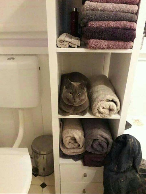 Gato gordo cinza deitado de frente pra foto de pãozinho de frente pra foto ao lado de uma toalha enrolada numa prateleira do banheiro com duas toalhas enroladas na prateleira de baixo e mais toalhas dobradas na prateleira de cima