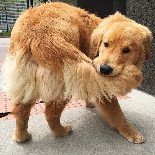Cachorro da raça golden retriever mordendo o próprio rabo