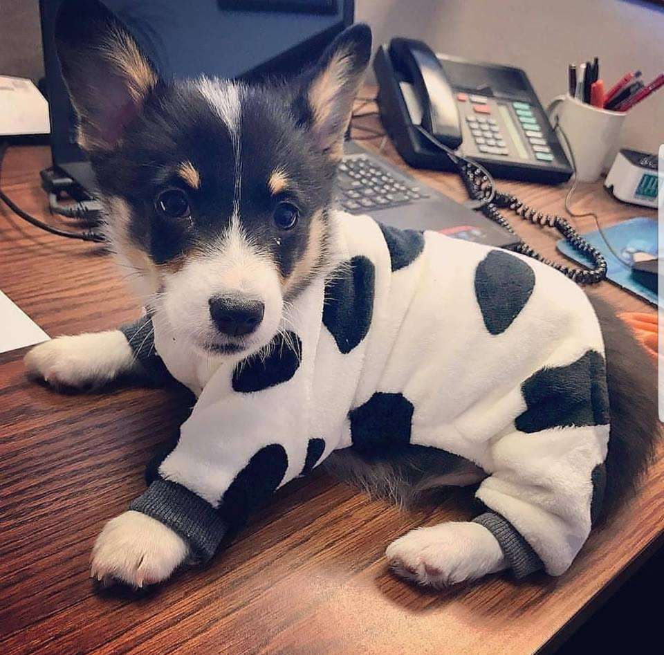 Cachorrinho da raça corgi preto e branco usando uma roupa branca com manchas pretas deitado na mesa de trabalho de um escritório e olhando pra foto