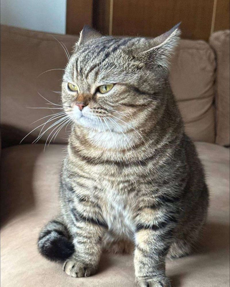 Gato cinza rajado gorducho sentado no sofá meio de lado pra foto tomando um pouquinho de sol e com carinha de mal humorado