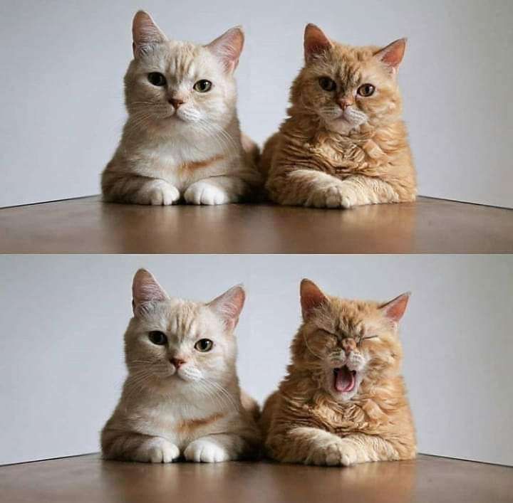 Imagem composta por 2 fotos. 1 Gato branco e laranja claro deitado de frente pra foto e ao seu lado um gato laranja também deitado de frente pra foto, os dois olhando pra foto. 2 A mesma coisa, mas o gato laranja está bocejando com a boquinha bem aberta e os olhinhos fechados.