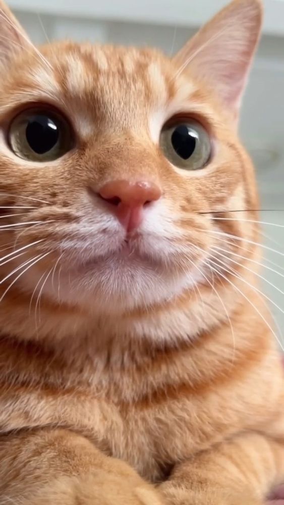 Rostinho de um belo gato laranja deitado de frente pra foto olhando meio de lado atento com belos olhos verdes e o nariguinho rosa