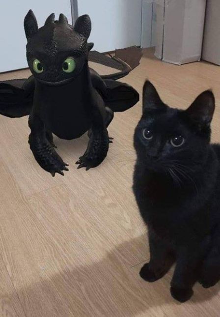 Gato preto sentado no chão de madeira de lado pra foto olhando pra frente e ao fundo um modelo 3D do Banguela do filme Como Treinar Seu Dragão