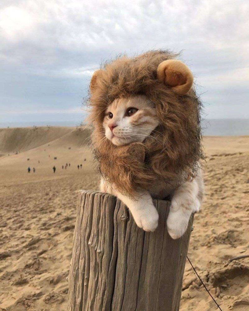 Gato laranja deitado de frente pra foto sobre um toco de cerca olhando de lado e usando uma peruca de juba de leão. O ambiente da foto parece que meio um deserto.