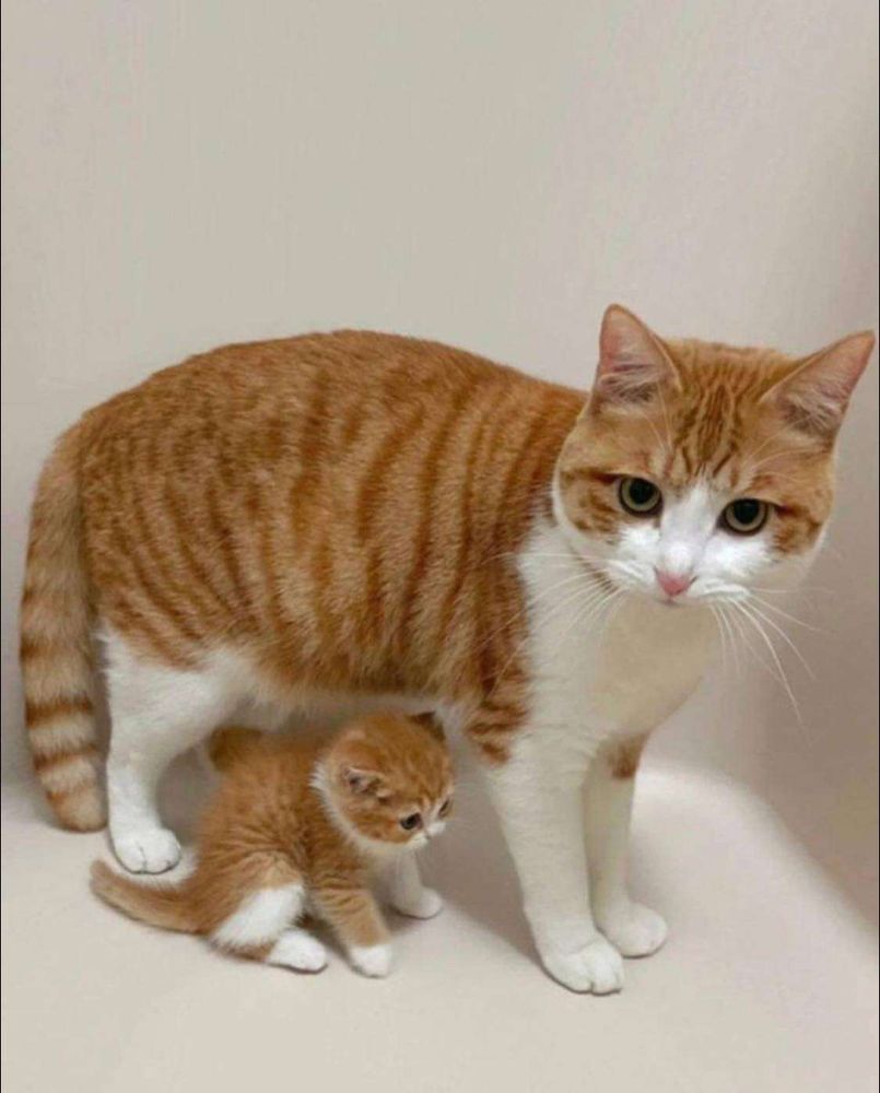Gato laranja e branco parado sobre uma superfície branca de lado e olhando pra foto e ao lado dele um gaitnho laranja e branco filhote pequenininho sentado de lado pra foto