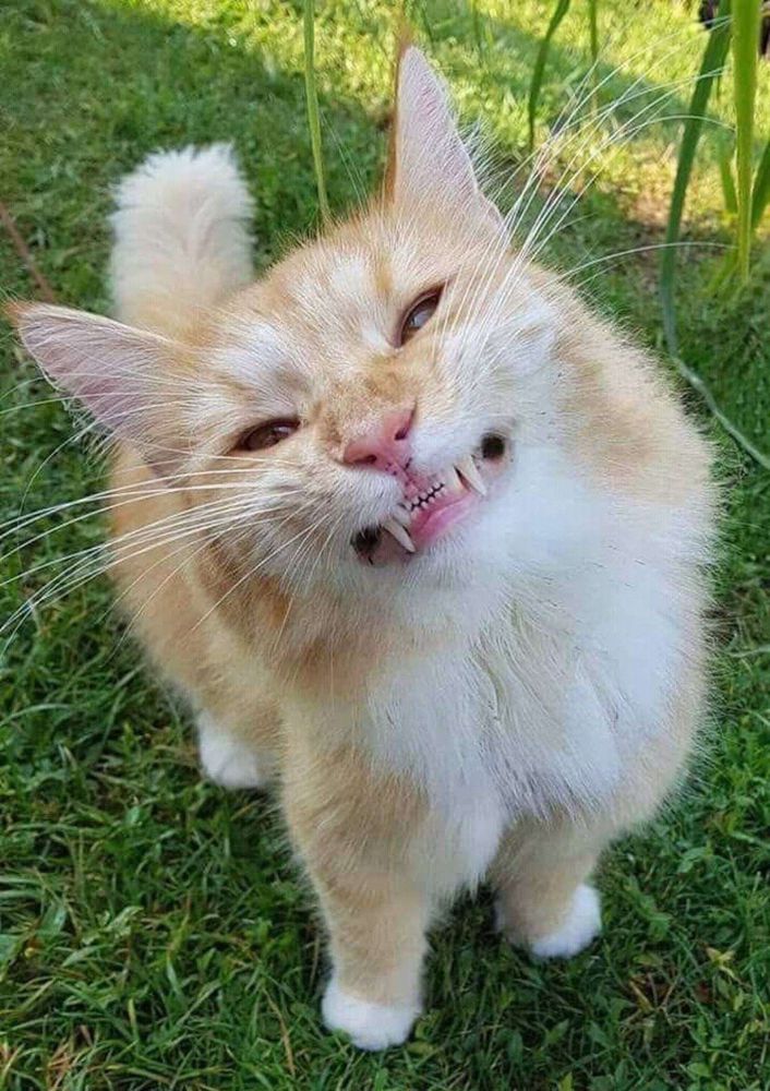 Foto de cima do rostinho de um gato laranja e branco sentado no gramado verdinho e olhando pra foto mostrando os dentes retinhos e os caninos pontudos como se fosse um sorriso forçado