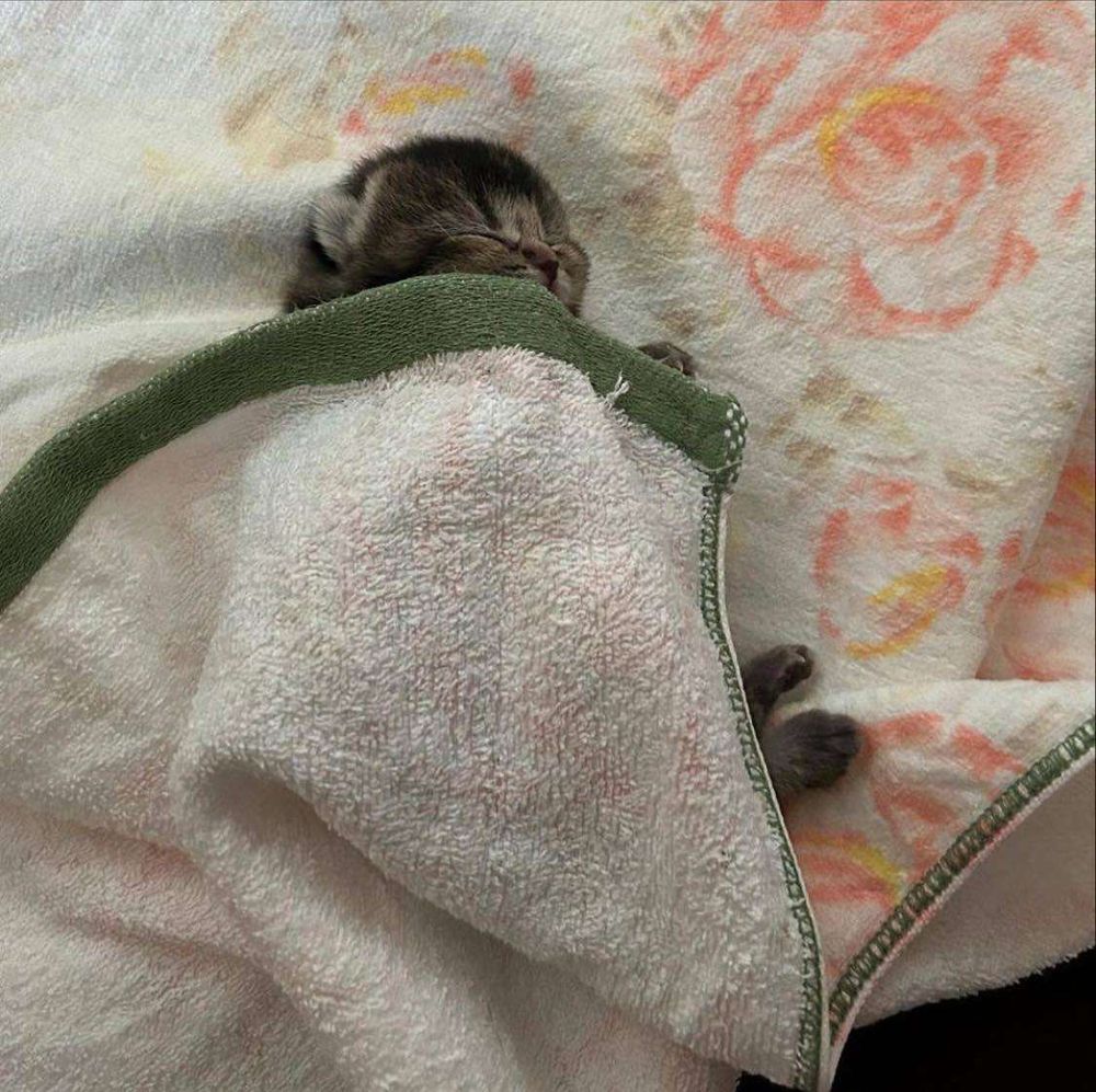 Gatinho cinza rajado filhotinho dormindo gostoso de ladinho sobre um cobertor na cama e cobertinho com o mesmo cobertor que ele tá deitado ficando apenas com a cabecinha e as patinhas de trás de fora