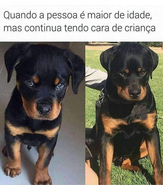 Imagem composta por 2 fotos e 1 legenda. Legenda: Quando a pessoa é maior de idade, mas continua tendo cara de criança. Foto 1: Filhote de cachorro da raça rottweiler sentadinho de frente e olhando pra foto com cara de brabo. 2 O mesmo cachorro, agora já adulto sentado na grama de frente e olhando pra foto com a mesma carinha de neném bravo da primeira foto.