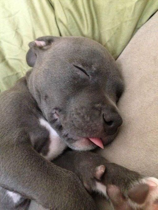 Filhotão de cachorro da raça pitbull cinza dormindo gostoso de ladinho com a pontinha da língua de fora da boca