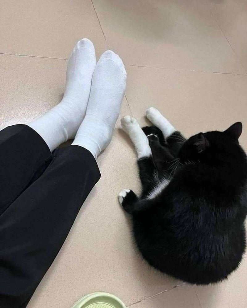 Pernas de uam pessoa usando calça preta e meias branquinhas e ao lado um gato preto e branco sentado com as perninhas pretas e os pezinhos brancos