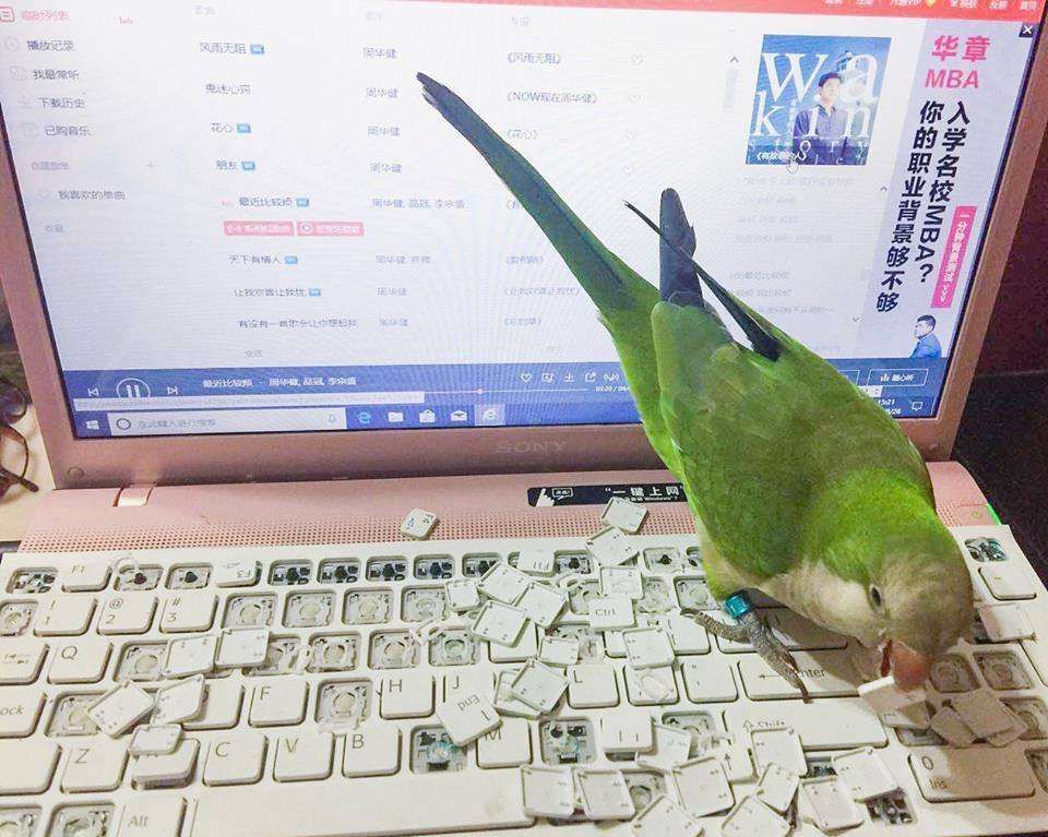 Periquito pousado sobre o teclado de um notebook ligado que ele arrancou quase todas as teclas e tá arrancando mais uma