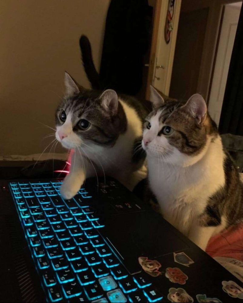 De lado pra foto, gatinho gordinho cinza rajado e branco sentado na frente de um notebook preto com o teclado com luz azul parecendo olhar pra tela. Ao lado dele um outro gatinho cinza rajado e branco olhando pra tela do notebook e colocando uma patinha no teclado.