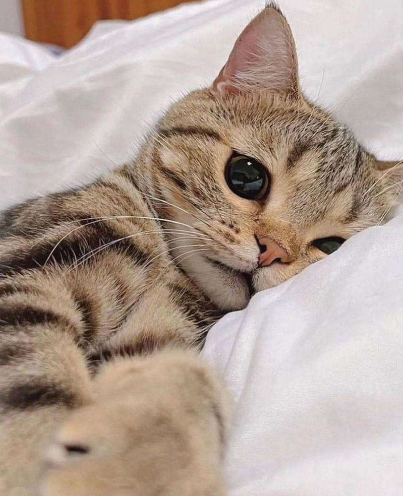 Rostinho lindo de um gatinho cinza rajado deitado de lado no edredom branquinho na cama de olhando pra foto com uma carinha amorosa com os olhos brilhantes
