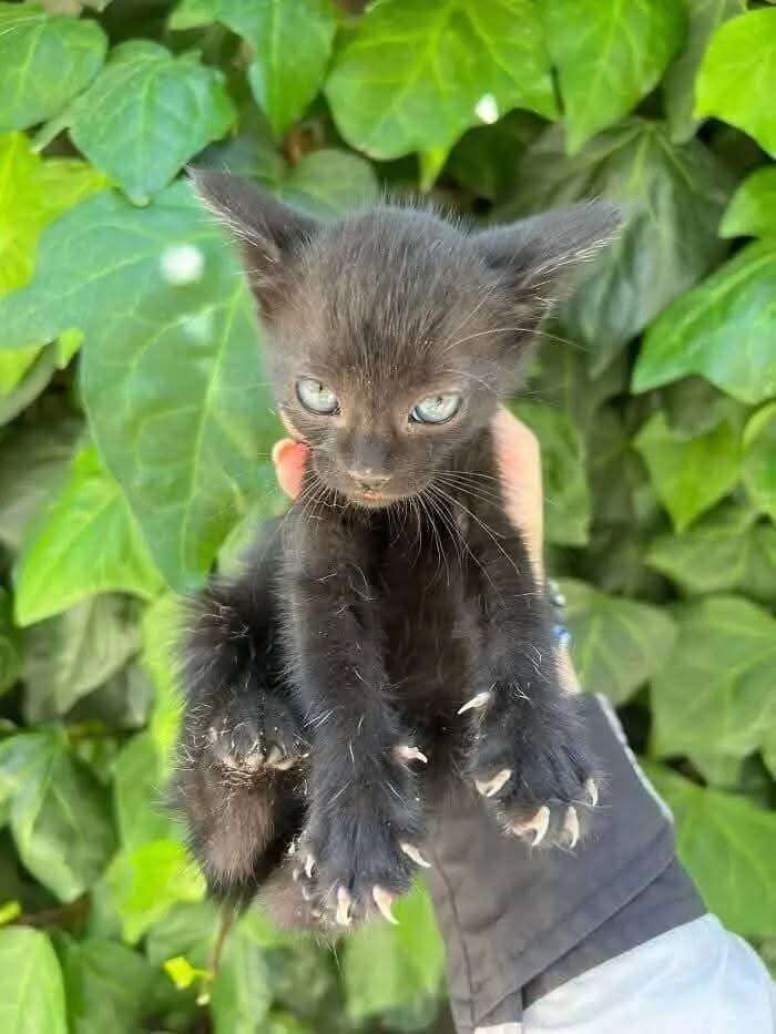 Mão de uma pessoa segurando um filhotinho de gato preto de olhos azuis com carinha de mal e todas as garrinhas à mostra nas patinhas