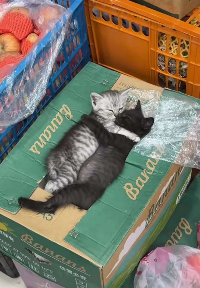 Gatinho cinza rajado e gatinho pretinho dormindo gostoso abraçadinhos sobre uma caixa de fruta em meio a outras caixas de fruta num depósito