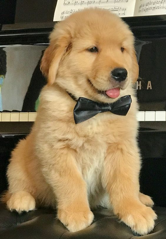 Filhote de cachorro da raça golden retriever todo fofinho peludinho sentado no banco do piano com o piano atrás dele e olhando de lado com cara de neném bobo com a linguinha pra fora e usando uma gravatinha borboleta preta