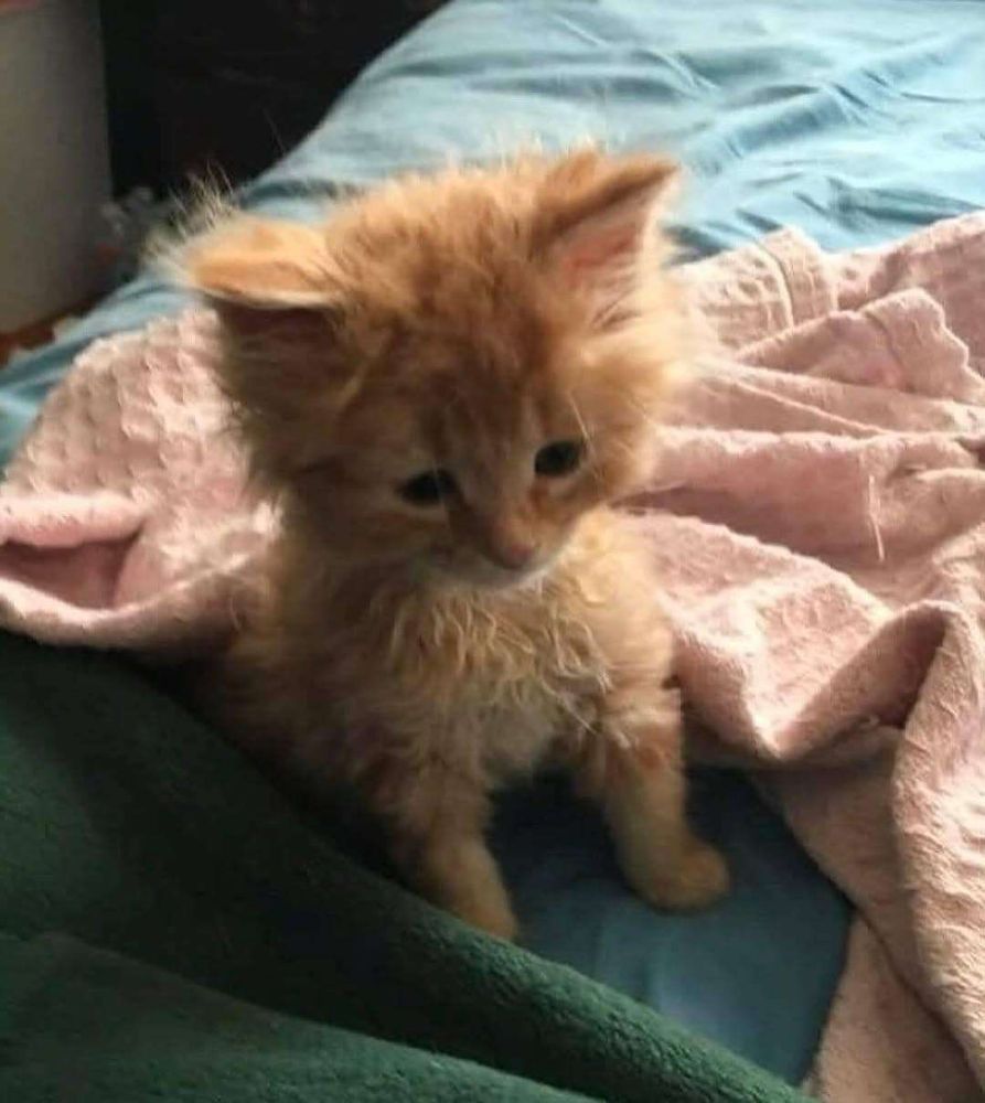Gatinho laranja filhote todo descabeladinho sentadinho na cama e olhando pra baixo com um olhar perdido