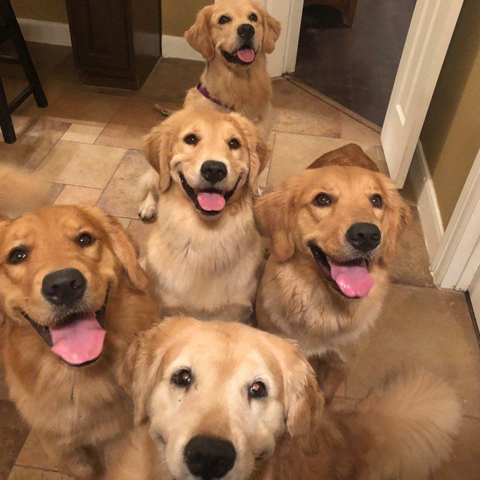 Quatro cachorros da raça golden retriever sentados aglomeradinhos e mais um mais atrás delees todos olhando pra foto sorridentes com cara de bobo mostrando a língua