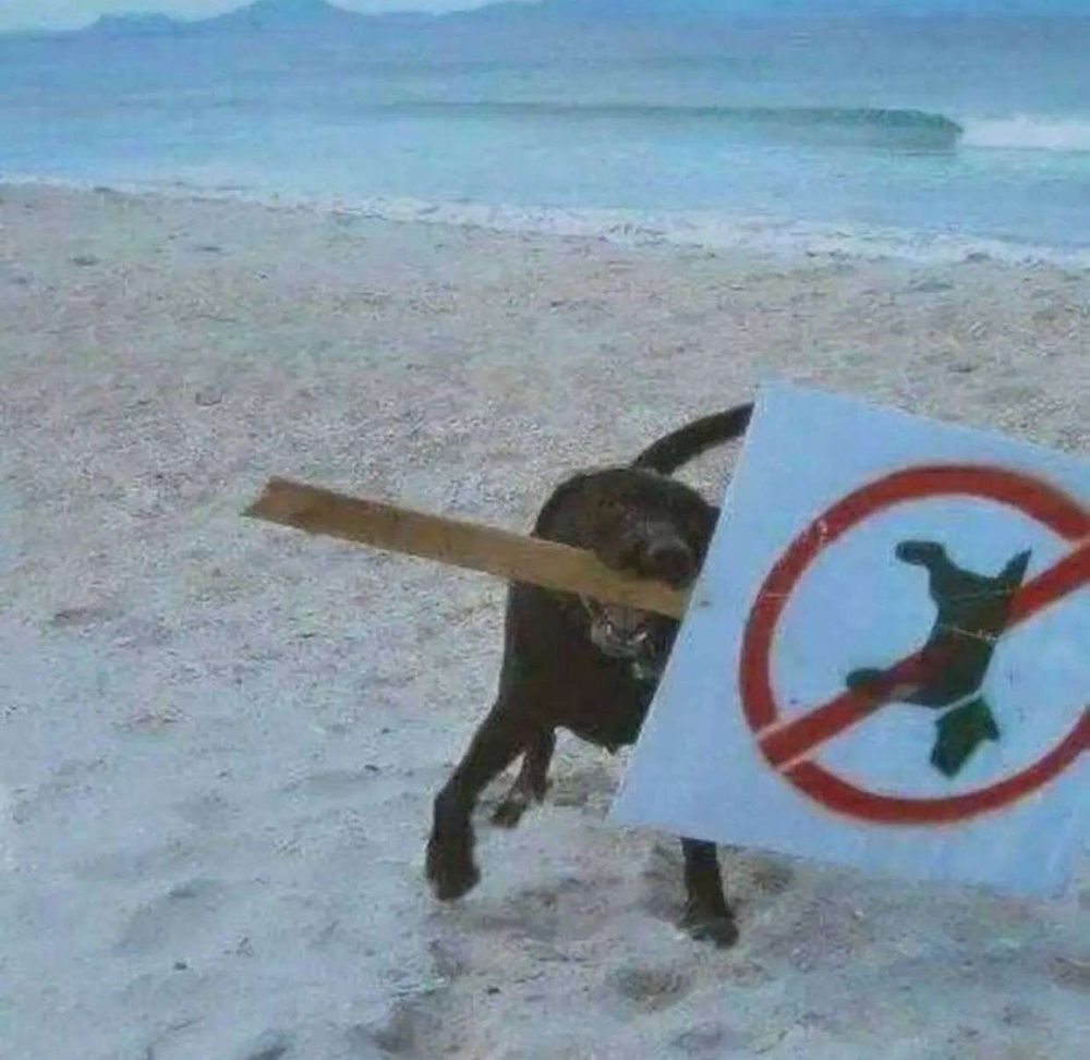 Cachorro preto na praia com a placa com um desenho que significa "proibido cachorro" na boca que ele mesmo arrancou do chão