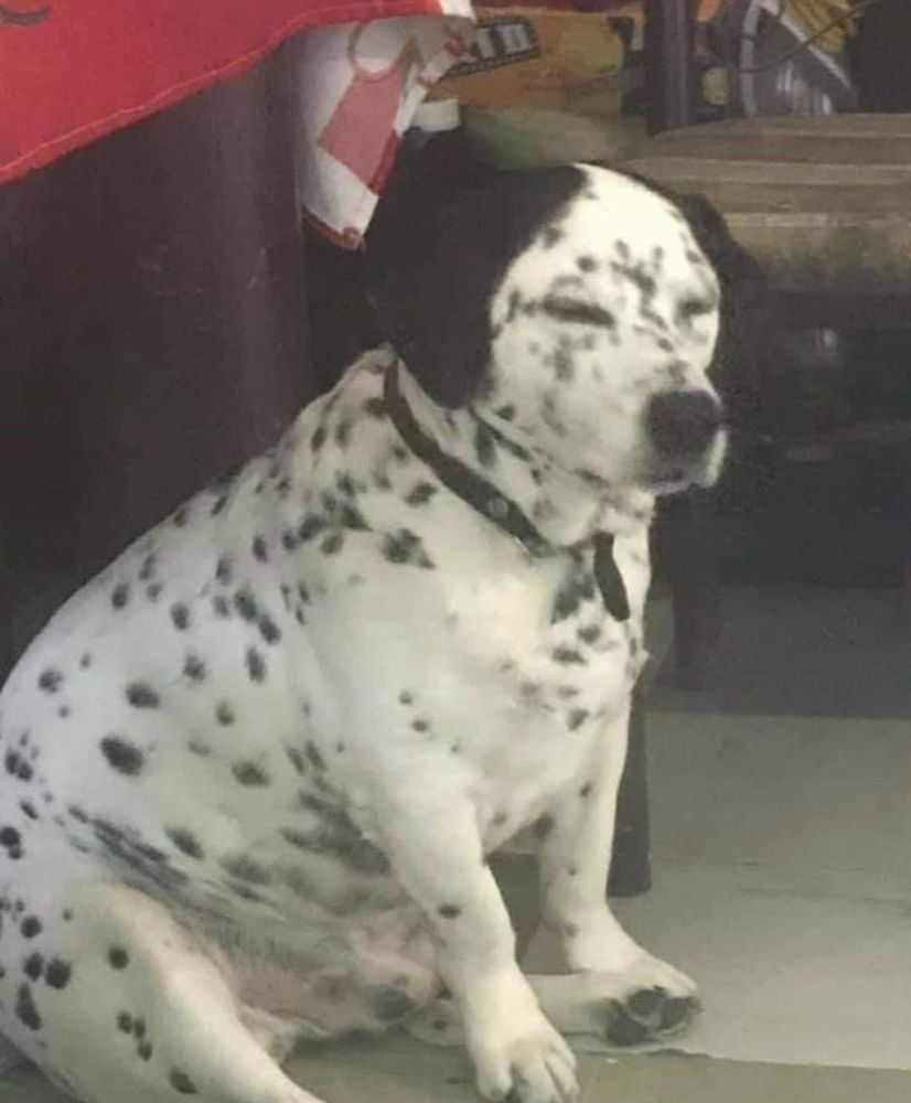 cachorro da raça dálmata gorducho branco todo pintadinho de preto sentado de olhinhos fechados