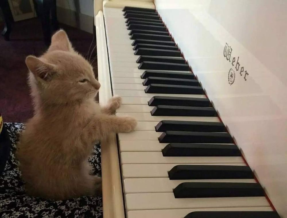 Gatinho filhote laranja sentado no banco com as patinhas nas teclas de um piano branco na frente dele 