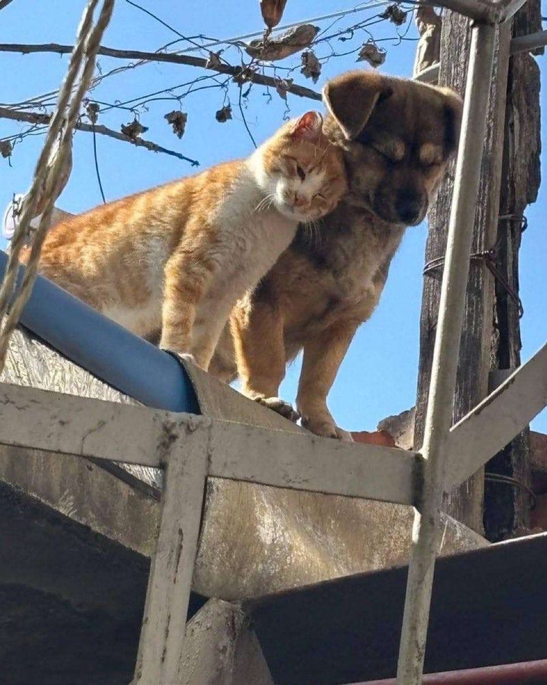 Foto de baixo pra cima de um cachorro marrom e um gato laranja sentados lado a lado roçando as cabecinhas bem bonitinhos