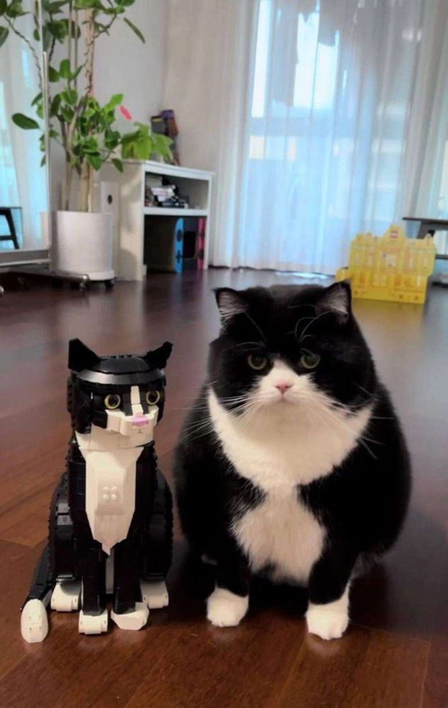 Gato preto e branco gordo sentado no chão de madeira da sala de frente e olhando pra foto e ao seu lado um gato preto e branco feito de lego