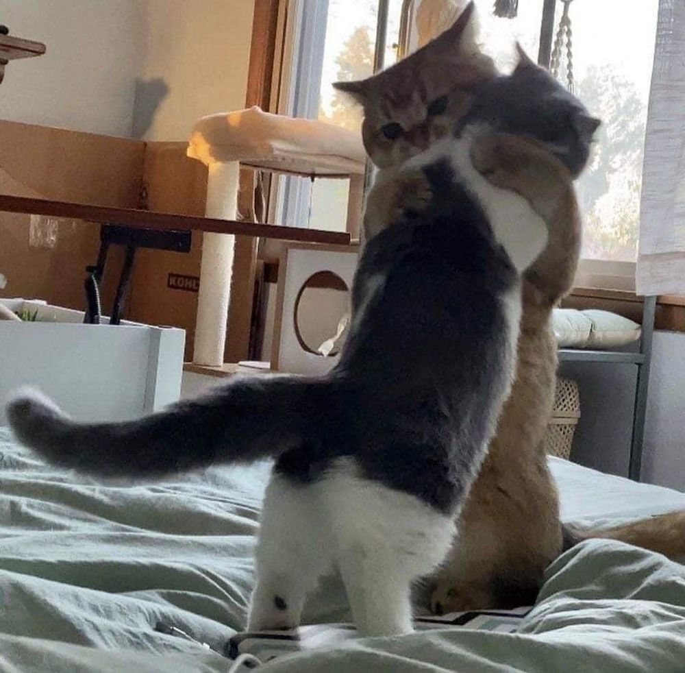 Gato laranja e gato preto e branco de pé na cama se abraçando