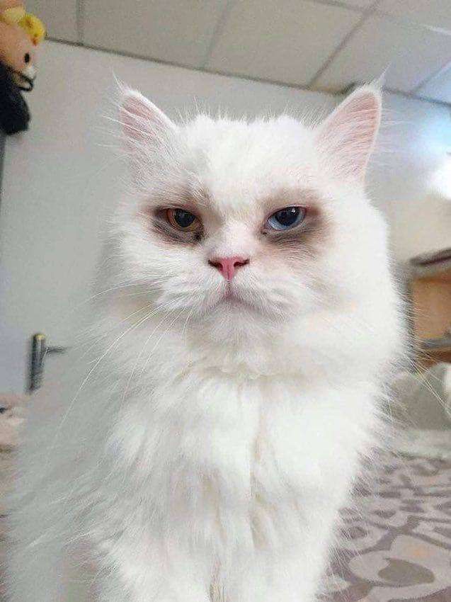 Rostinho sério de um gatinho branco com um olho azul e um verde e manchas escuras no pelo ao redor dos olhos parecendo que ele tem olheiras profundas